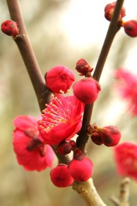 漢方の梅の花