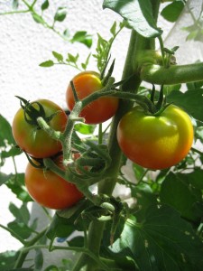 漢方の中玉トマト