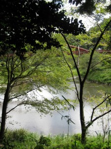 漢方の池