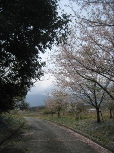 漢方の桜の木