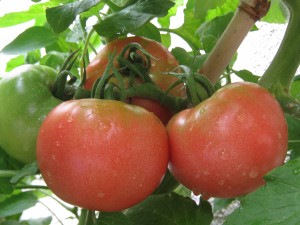 漢方のトマト