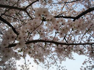 漢方の桜