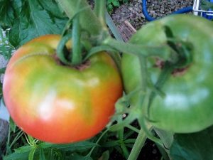 漢方の大玉トマト