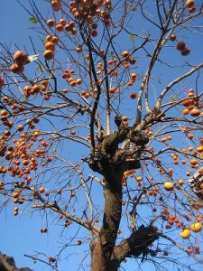 漢方の柿の木