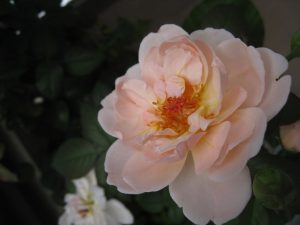 漢方のバラ