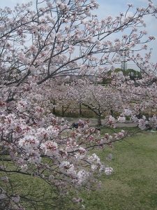 漢方の桜