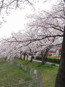 漢方の桜の木