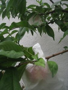 漢方の桃