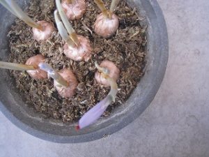 漢方のサフラン