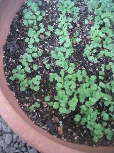 漢方のルッコラ