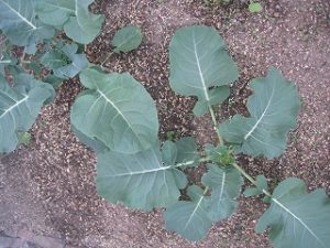 漢方のブロッコリー