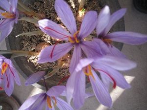 漢方のサフラン