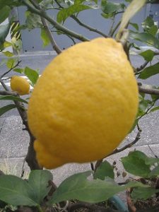 漢方のレモン