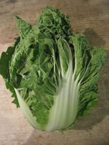 漢方の白菜