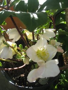 漢方のクリスマスローズ