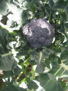 漢方のブッロコリー