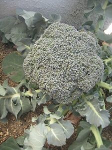 漢方のブロッコリー