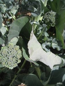 漢方のブッロコリー