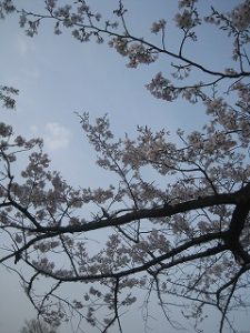 漢方の桜