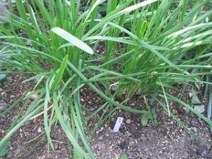 漢方のニラ