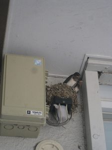 漢方の燕
