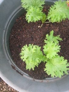 漢方のわさび菜